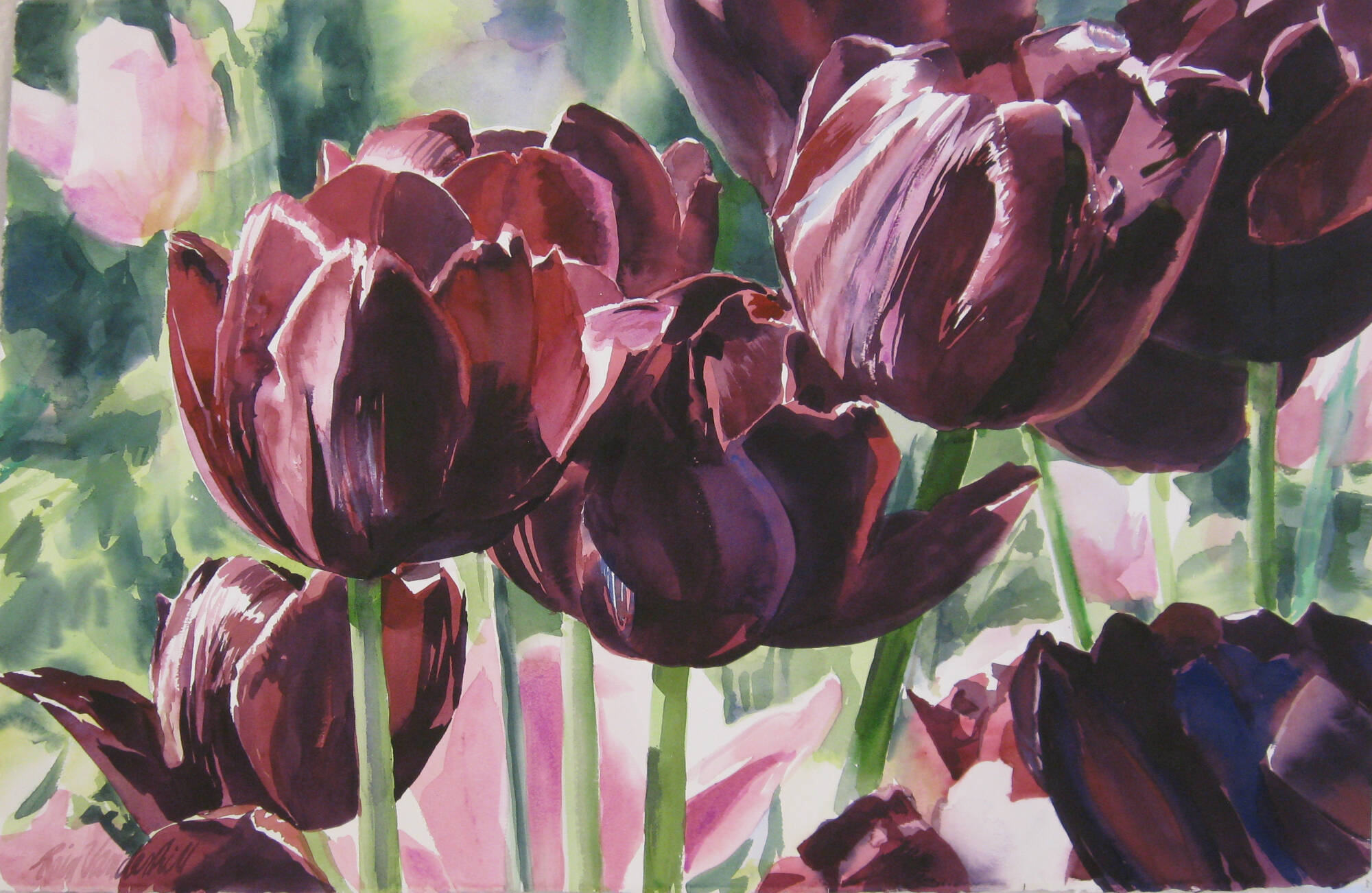 Watercolor painting of dark red/purple tulips.